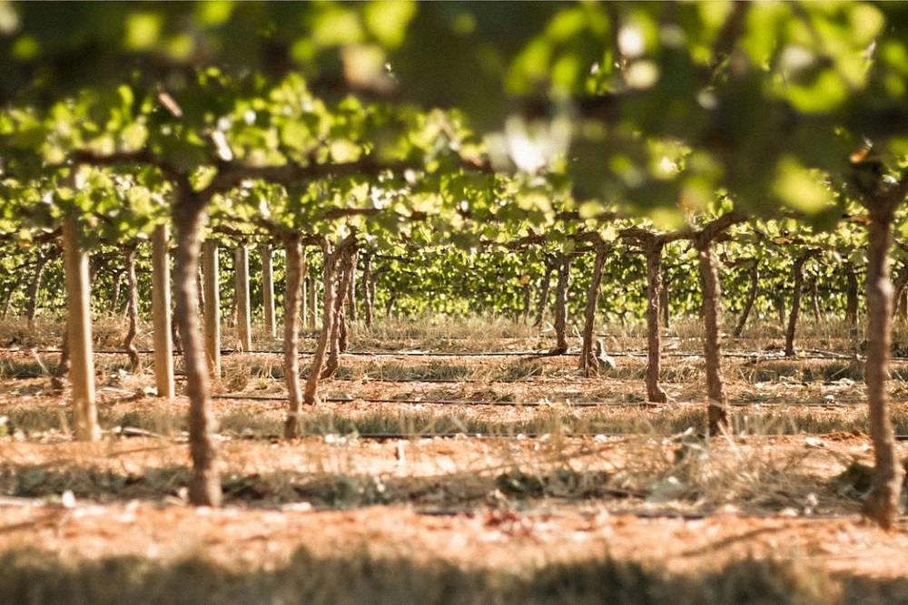 viticultura regenerativa